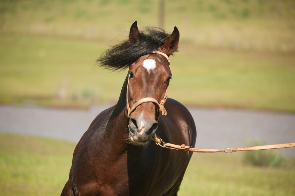 How and why bridge reins